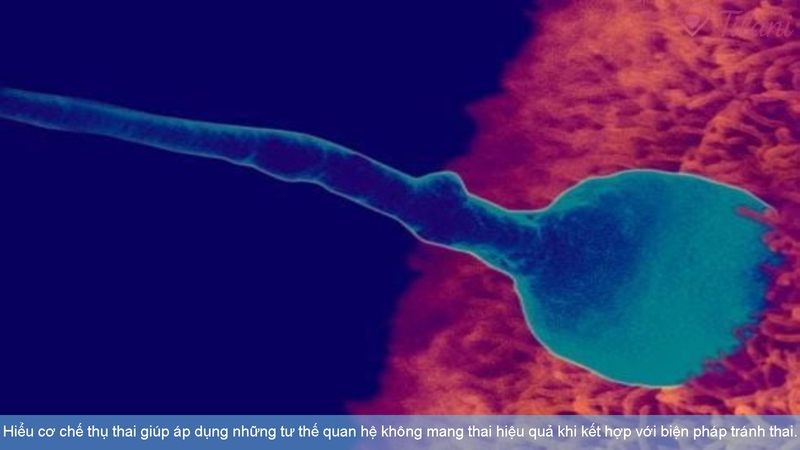 Hiểu cơ chế thụ thai giúp áp dụng những tư thế quan hệ không mang thai hiệu quả khi kết hợp với biện pháp tránh thai.