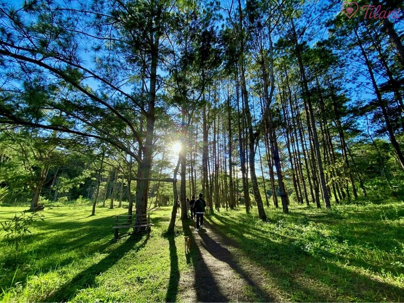 Không cần đi xa, bạn có thể trải nghiệm một “Đà Lạt thu nhỏ” tại đồi thông Thủ Đức – nơi hẹn hò riêng tư hoàn toàn miễn phí.