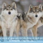 Giải thích "ba con sói là gì" giúp giới trẻ hiểu đúng về cách gọi vui của bao cao su trong đời sống hiện đại.