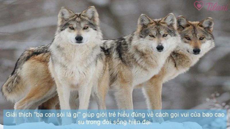 Giải thích "ba con sói là gì" giúp giới trẻ hiểu đúng về cách gọi vui của bao cao su trong đời sống hiện đại.