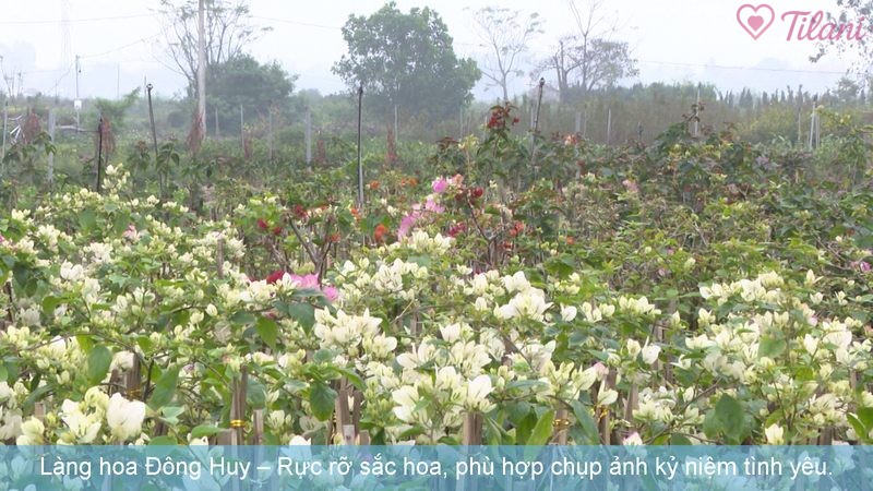 Làng hoa Đông Huy – Rực rỡ sắc hoa, phù hợp chụp ảnh kỷ niệm tình yêu.